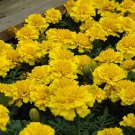 Janie Bright Yellow Marigold