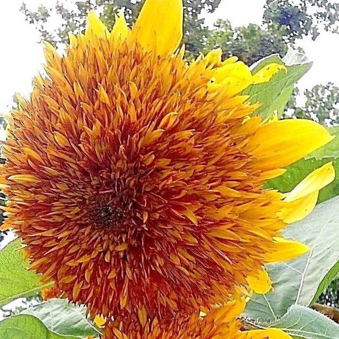 TigerS Eye Sunflower