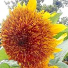 TigerS Eye Sunflower