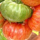 Vintage Wine Tomato