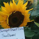 Sunspot Dwarf Cola Sunflower