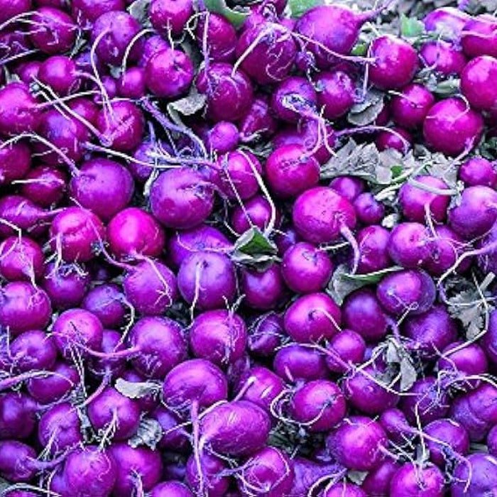 Purple Plum Radish