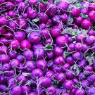Purple Plum Radish