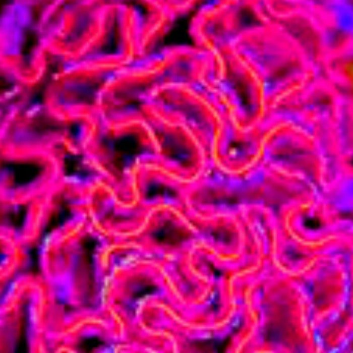 Brain Celosia Mix