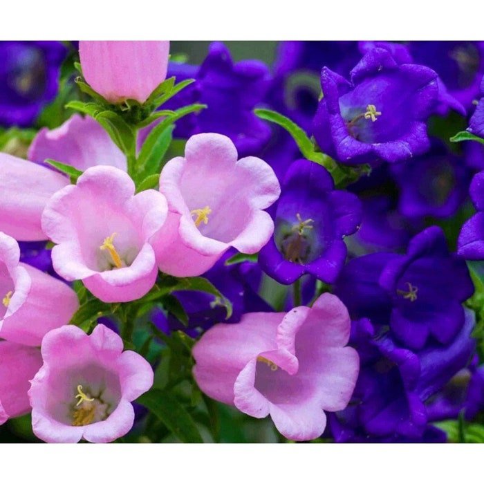 Canterbury Bells Mixed Colors