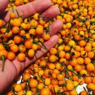 Rare Tiny B.B. Habanero Pepper