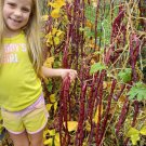 Red Noodle Yard Long Bean
