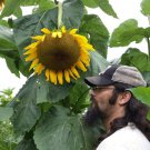 TammyS Giant Sunflower