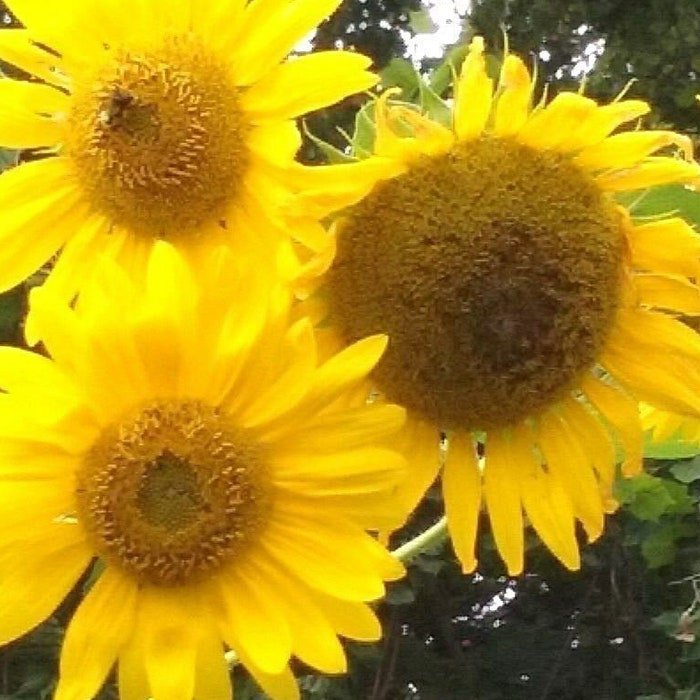 Sunflower #12