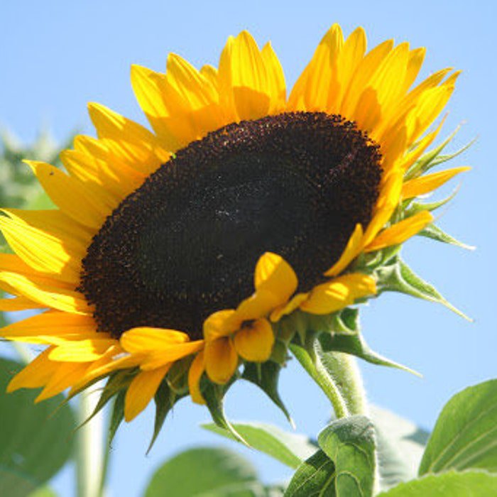 Sunflower #16