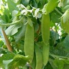 Oregon Giant Pea Sugar Snow Pea