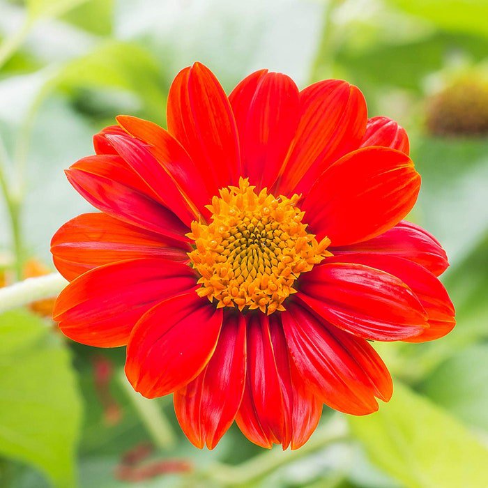 Red Torch Mexican Sunflower