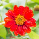 Red Torch Mexican Sunflower