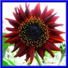 Velvet Queen Sunflower