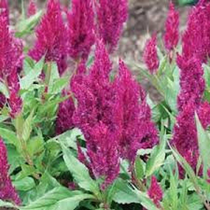 Hot Purple Pampas Plume Celosia