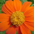 Tall Orange Mexican Sunflower