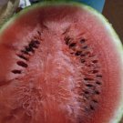 Oh So Sweet Watermelon