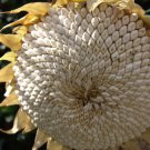 Tarhumara White Seeded Sunflower