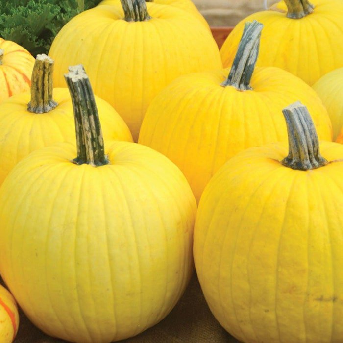 Mellow Yellow Pumpkin