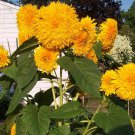 Bearsinatree Sunflower Rare