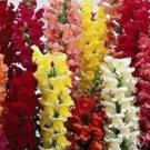Tall Rocket Snapdragon