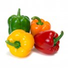 Four Color Mix Bell Peppers