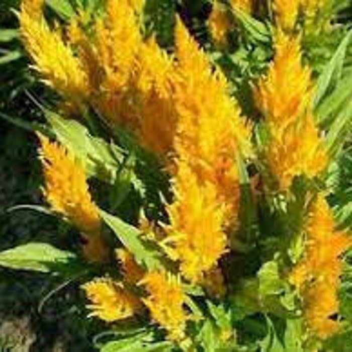 Yellow Feather Celosia