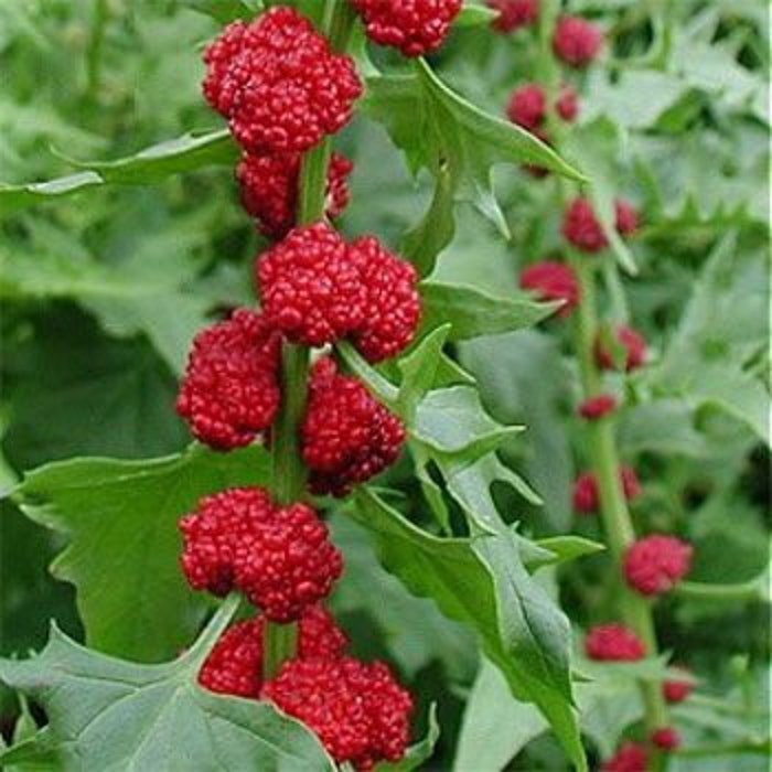 Srtawberry Spinach Stick