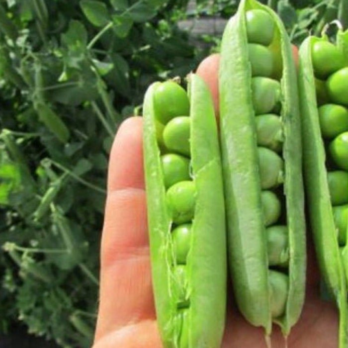 Pea Laxton Progress #9