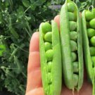 Pea Laxton Progress #9