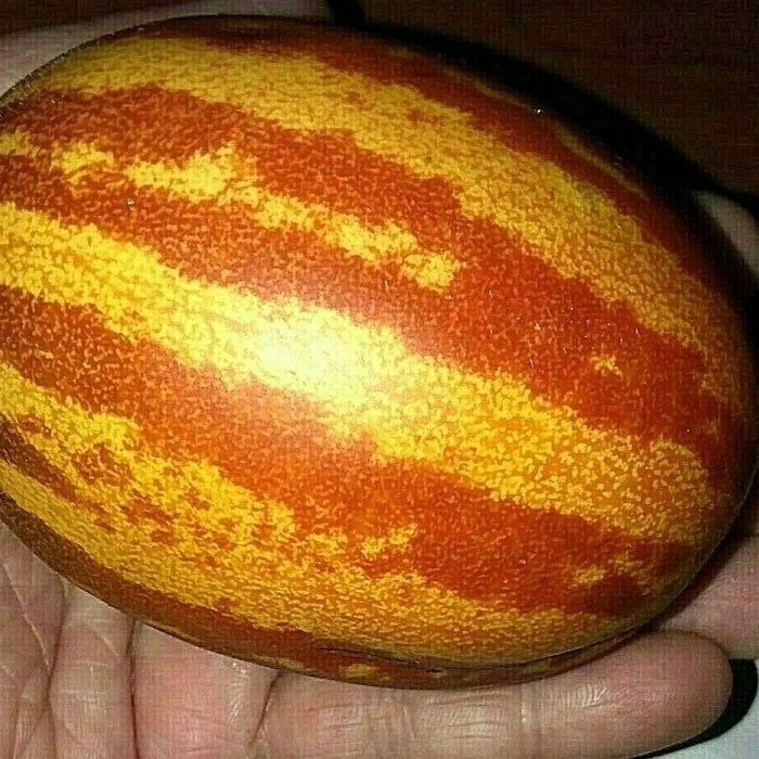 Rich Sweetness Mini Melon