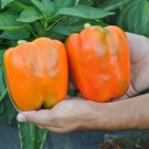 Tropical Orange Sweet Bell Pepper