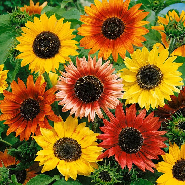 Summertime Mix Sunflower Many Colors