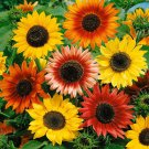 Summertime Mix Sunflower Many Colors