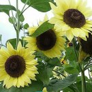 Lemon Leopold Sunflower