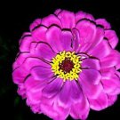 Royal Purple Zinnia
