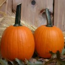 Touch Of Autumn Pumpkin