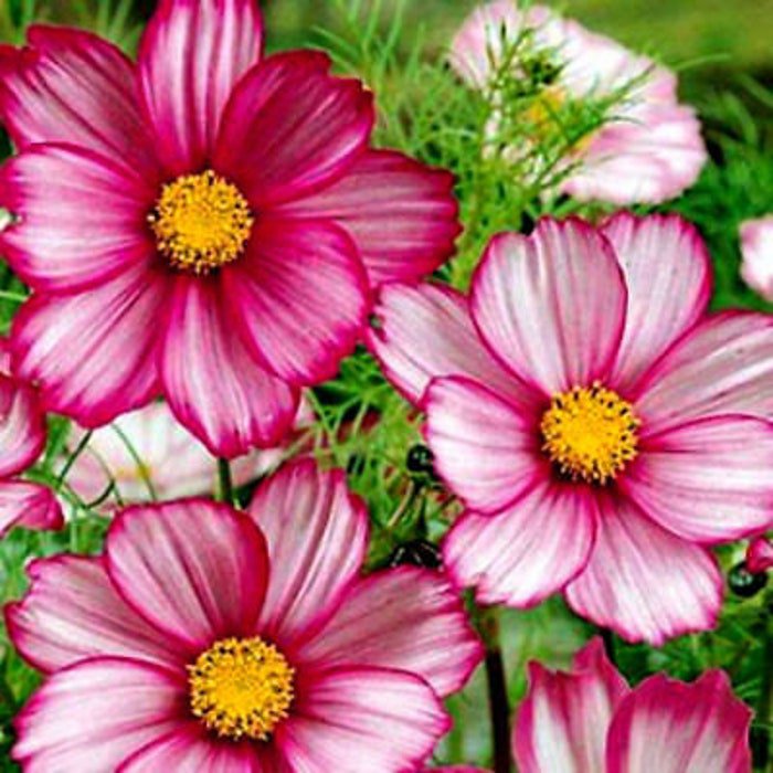 Tall Picotee Cosmos