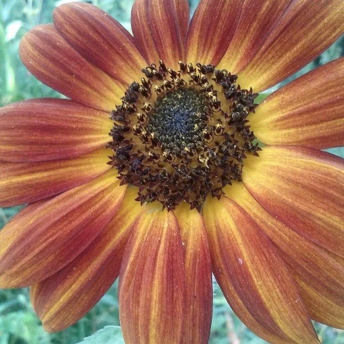 Sunflower #10