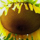 Yellow Giant Sunflower
