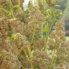 Royal White Quinoa