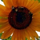 Sunflower #6