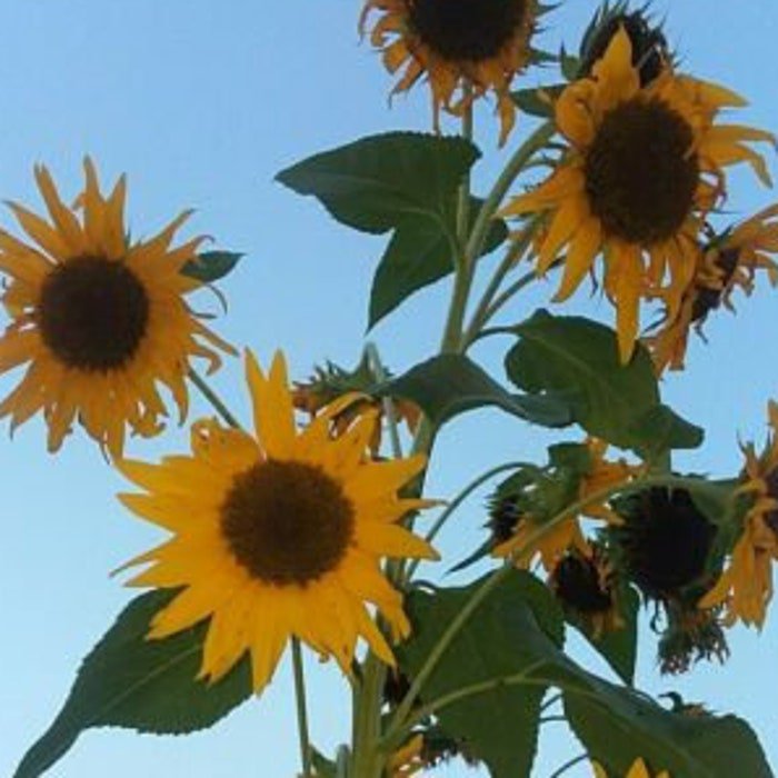Blackjack Sunflower