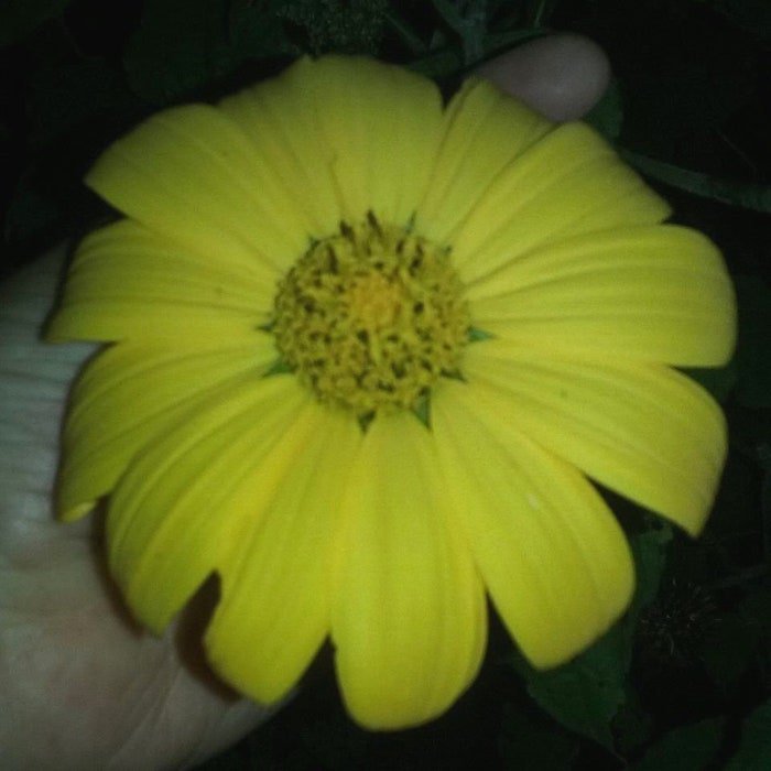 Yellow Mexican Sunflower