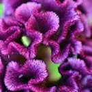 Very Dark Purple Brain Celosia