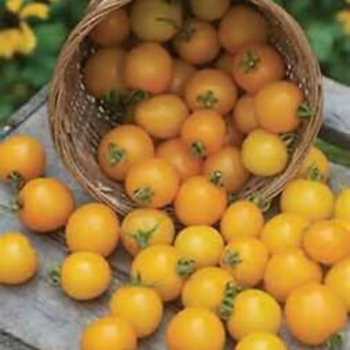 Large Yellow Cherry Tomato **