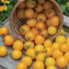 Large Yellow Cherry Tomato **