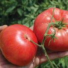 PrudenS Purple Tomato