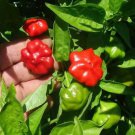 Brazilian Starfish Pepper