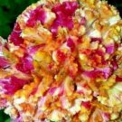 Yellow & Pink Marble Brain Celosia